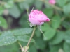 bella-donna3
