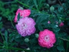 burgundian-rose-pompon-de-bu