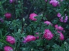 burgundian-rose-pompon-de-bu2