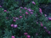 burgundian-rose-pompon-de-bu3