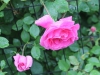 carefree-beauty3