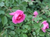 carefree-beauty4