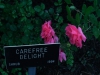 carefree-delight