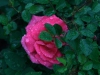 carefree-delight2