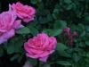 carefree-delight3