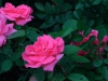 carefree-delight4