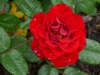 crimson-bouquet