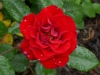 crimson-bouquet2