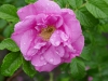 delicata_0