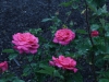 dornroschen2