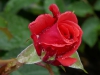 fragrant-cloud