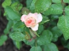 glenda-marie