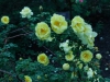 harrisons-yellow