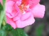 lady-elsie-may