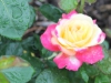 love-peace2