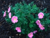 micrugosa