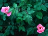 pink-knock-out-2