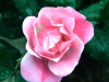 pink-knock-out