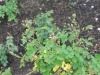 pumpkin-patch