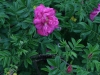 purple-pavement