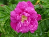 purple-pavement_0