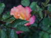 rainbow-sorbet