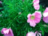 rosa-corylus