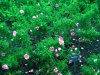 rosa-corylus2