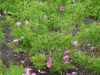 rosa-corylus2_0