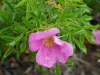 rosa-corylus_0