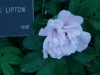 sir-thomas-lipton2