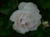 sir-thomas-lipton_0