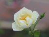 white-dawne-1943