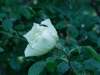 white-out3
