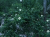 white-out5