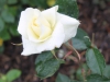 white-simplicity