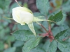 white-simplicity2
