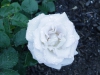 world-war-memorial-rose