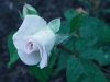 world-war-memorial-rose2