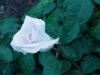 world-war-memorial-rose3