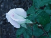 world-war-memorial-rose4