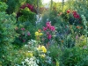 roze-i-byliny-3.jpg