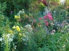 roze-i-byliny.jpg