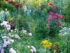 roze-i-byliny2.jpg
