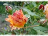 dsc01729