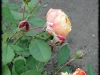 dsc01880