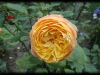 dsc02052
