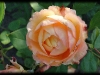 dsc02141