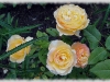 dsc02530