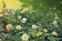 allgold-jpg2_